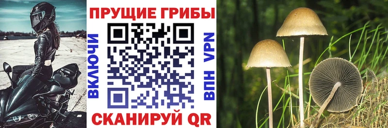 Псилоцибиновые грибы Cubensis  Купить  Советская Гавань 